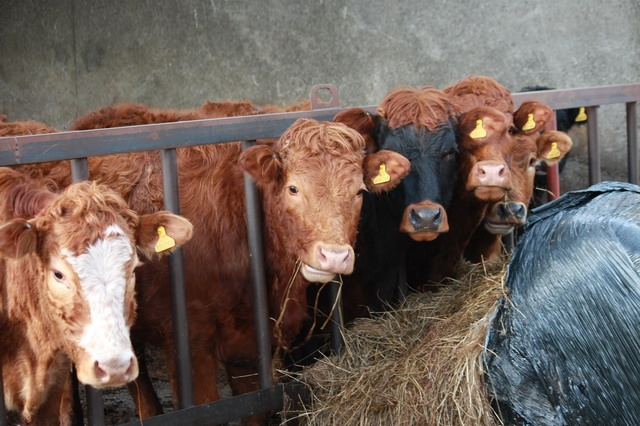 Several curious cows behind a feeding barrier at a farm