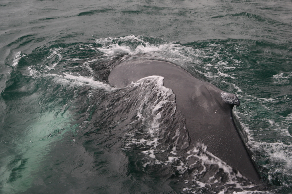 Close-up view of a humpback whale swimming in the water with waves around its back