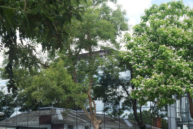 Trees with white flowers in front of a reflective glass building showing tree reflections