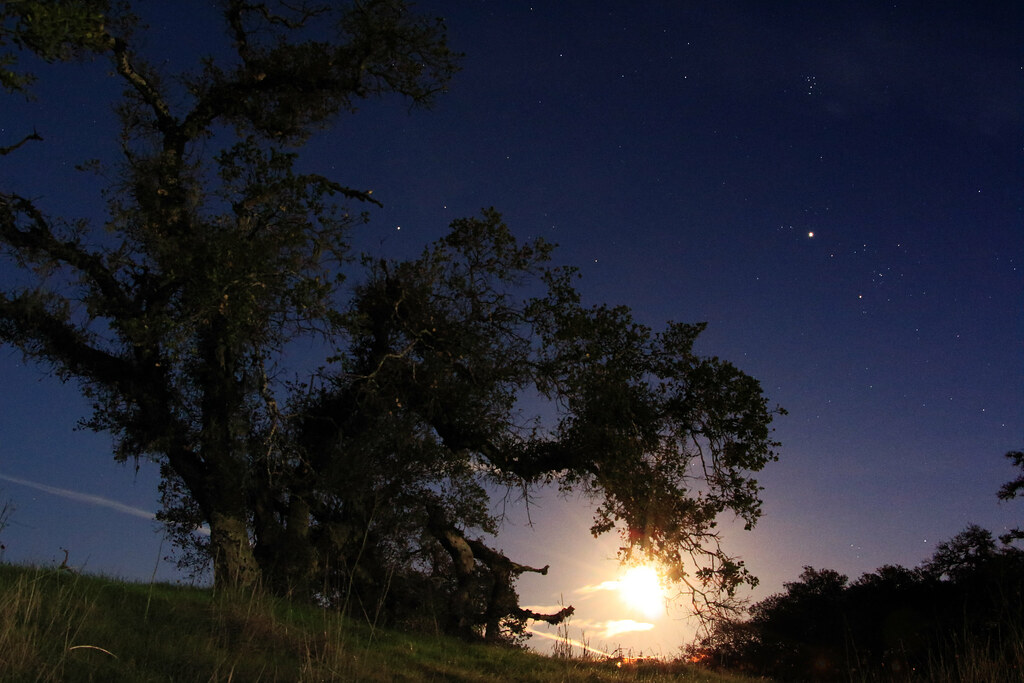 Night sky with bright moon near a tree and visible star cluster, possibly the Pleiades.