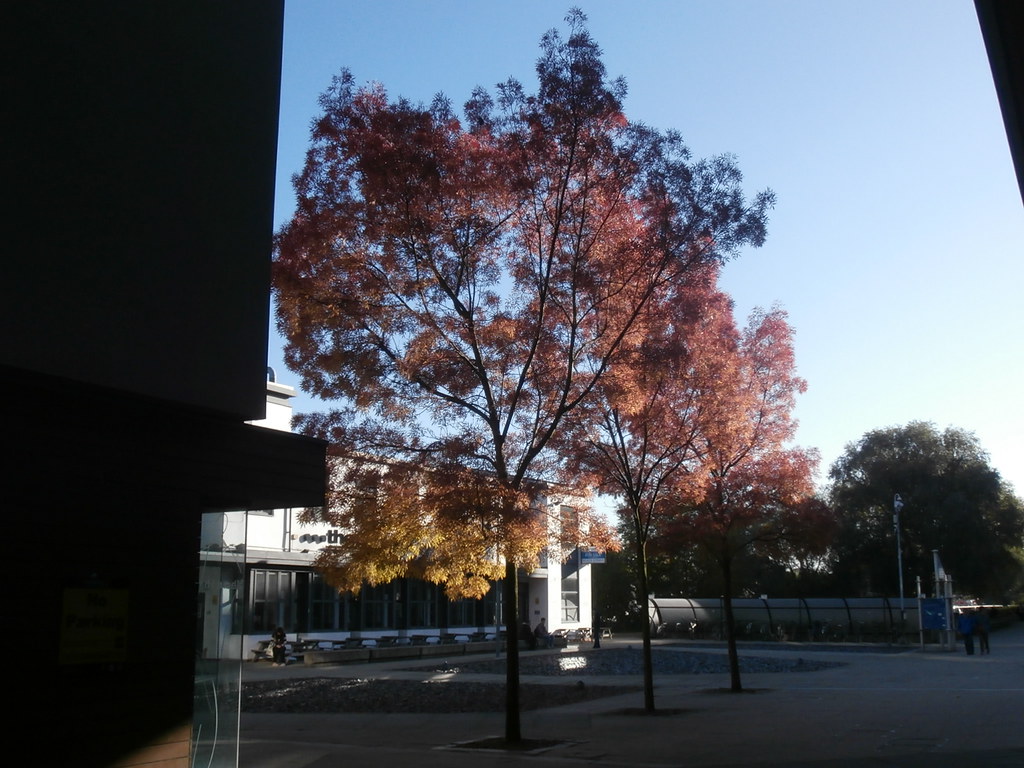 Autumn trees with red and orange leaves on a university campus with buildings in the background under clear sky