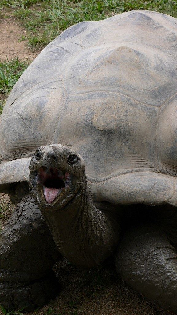 Close-up of a large tortoise with its mouth open, on grass and dirt.