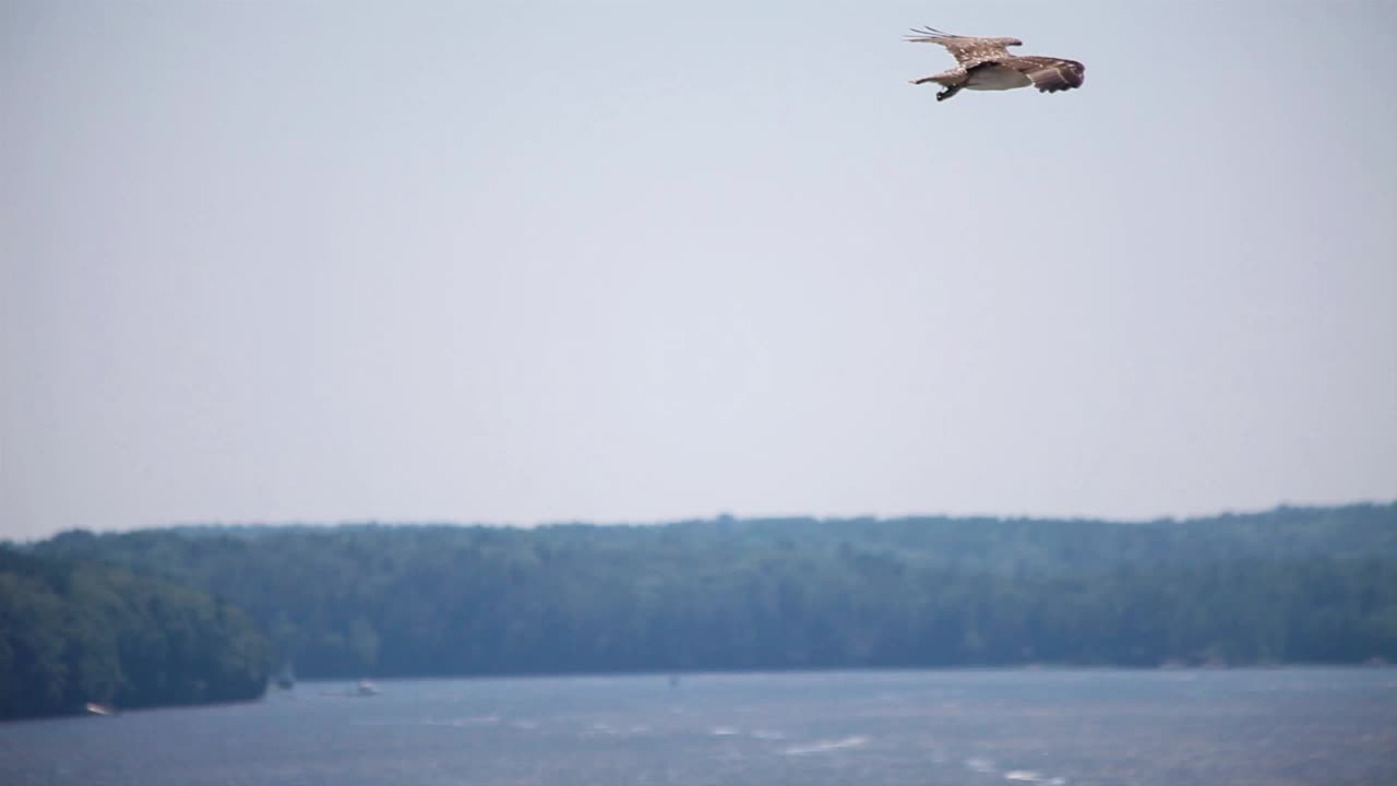 Osprey chick flying over a body of water with trees in the background.