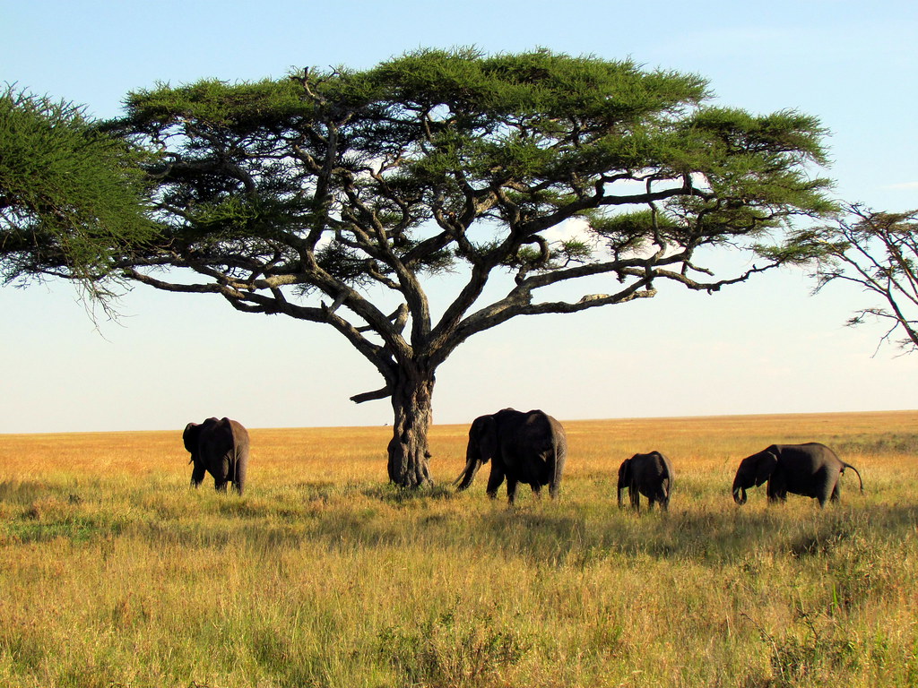 A group of elephants standing and walking under a large flat-topped acacia tree in a grassy savanna.