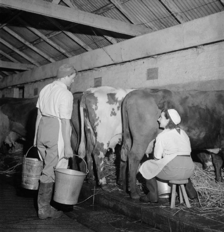 Black and white photo of two women in a dairy barn milking cows and carrying milk pails.