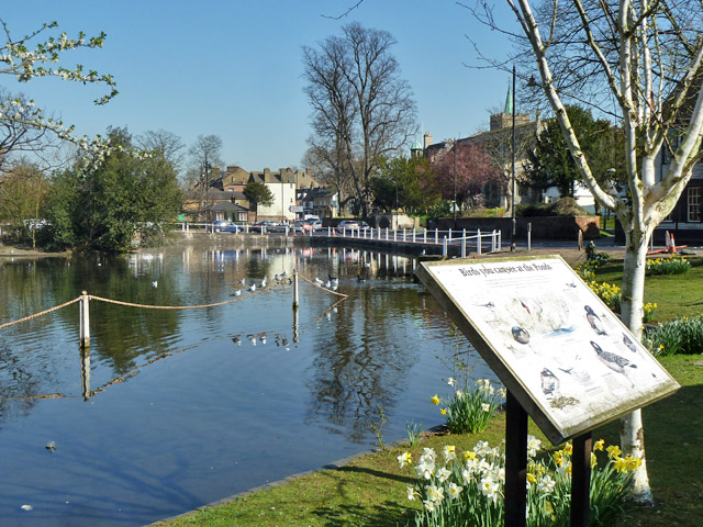 View of Carshalton ponds with birds on the water and a sign titled 'Birds you can see at the Ponds' in the foreground